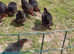 CHICKENS AVAILABLE AT POL