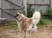 3 year old beige Caucasian shepherd