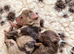 Cockapoo Puppies – Interest Being Taken