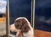 Sprocket puppies