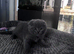 Scottish Fold x British Shorthair Kittens Looking for Their Forever Homes