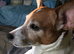 Jack Russell