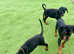 Female 10 weeks old pup