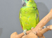 Baby Blue fronted Amazon Talking parrots