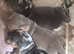 PRA CLEAR MINIATURE DACHSHUND PUPPIES