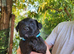 Scottish/Westie cross lakeland terrier