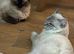 Ragdoll