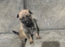 German Shepherd puppies for sale ( girl and boys let )