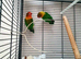 Fischer lovebirds