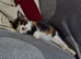 Calico girl