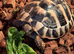 Herman’s tortoise And set up stourbridge