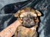 Stunning Shih Tzu puppies looking for for forever homes