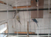 male ringneck