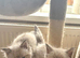 Beautiful ragdoll&rsquo;s reduced