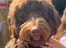 Multigen Labradoodle Puppies &ndash; Waiting List Now Open!