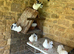 Three months old fantails both sexes very attractive white with some black tail feathers
