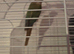 Conure pair for sale