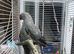 Gray Indian ring neck