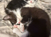 Kittens ready for adoption