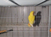 Lovebirds