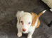 Cockapoo f1 pups  ready now