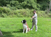 Saint Bernard stud