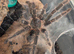 Salmon pink bird eater tarantula PAIR