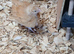 Orpington Buff chicks for sale