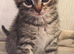 Kittens for sale