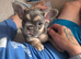 Kc Reg French bulldog puppy