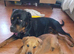 5 month old Rottweiler male