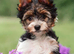 Purebred Biewer Terrier Puppies