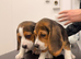 Beagle puppies for sale