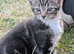 Male Kitten