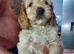 F2 cockerpoo female