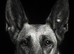 Belgian Malinois cross Perro de Presa Canario