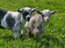 Beautiful Pygmy Wethers Looking for their forever home