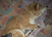 Chow chow Cross female