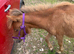 Pretty chestnut Shetland