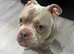 5 year old pocket bully