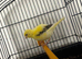 Variegated fife cock canary