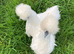 Hatching eggs