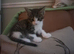 3 beautiful boy kittens ready for new homes