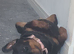 Female rottweiler