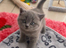 Ready now British Shorthair kittens