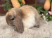 Baby mini lops
