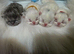 BEAUTIFUL PERSIAN KITTENS &ndash; READY 14 SEPTEMBER ️