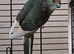 Kakariki hen