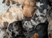 9 beautiful Baby  dash hound