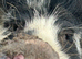 Kune Kune Breeding Pair, 18 months old. Loving characters and boar proven.